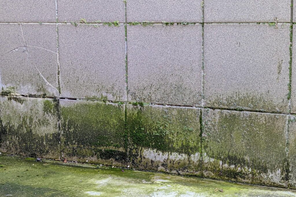 Concrete wall and ground covered with green moss and algae.